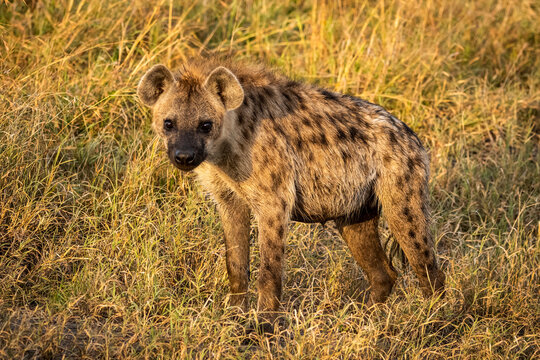 Spotted hyena (Crocuta crocuta) stands looking straight at camera, Cottar's 1920s Safari Camp, Maasai Mara National Reserve; Kenya