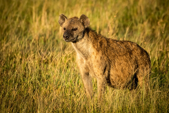 Spotted hyena (Crocuta crocuta) stands with catchlight in grass, Grumeti Serengeti Tented Camp, Serengeti National Park; Tanzania