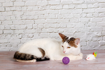 beautiful white cat lies with toys close-up