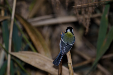 Back of a Japanese tit Parus minor. Lake Kawaguchi. Yamanashi Prefecture. Fuji-Hakone-Izu National Park. Honshu. Japan.