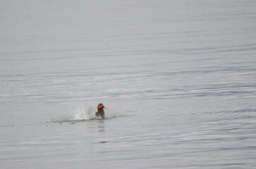 Male common pochard Aythya ferina bathing. Picture blur to suggest movement. Lake Kawaguchi. Fuji-Hakone-Izu National Park. Honshu. Japan.