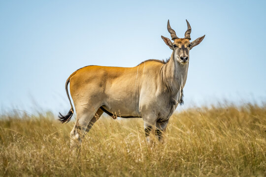Portrait of male common eland (Taurotragus oryx) standing in the long grass on the savanna; Tanzania
