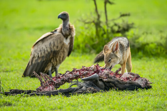 Black-backed jackal (Canis mesomelas) feeding off a carcass as vulture stands by; Tanzania