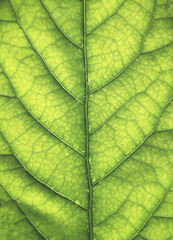leaf