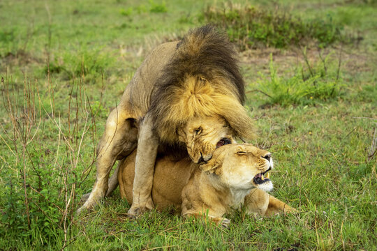 Lion (Panthera leo) biting back of neck of lioness while mating; Kenya