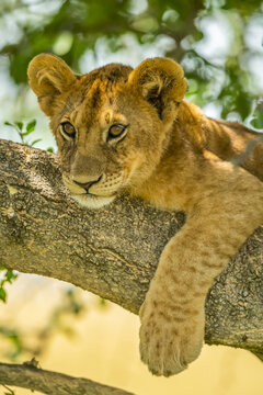 Close-up portrait of lion cub (Panthera leo) lying on tree branch with paw dangling down; Tanzania