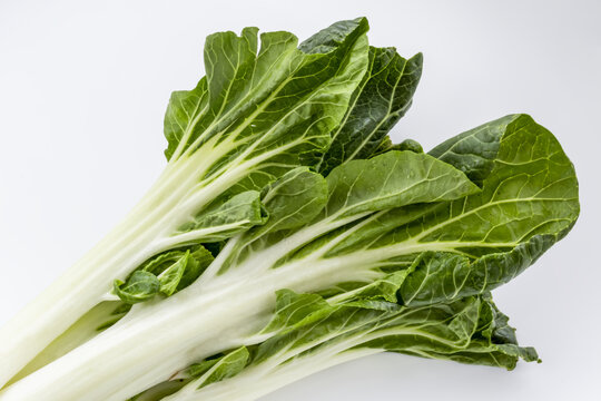 Close-up of leafy bok choy on a white background; Surrey, British Columbia, Canada