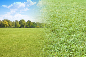 Obraz na płótnie Canvas Beautiful green mowed lawn with trees on background and detail about view of the grass