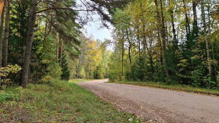 Narrow winding forest road among trees with colorful autumn leaves