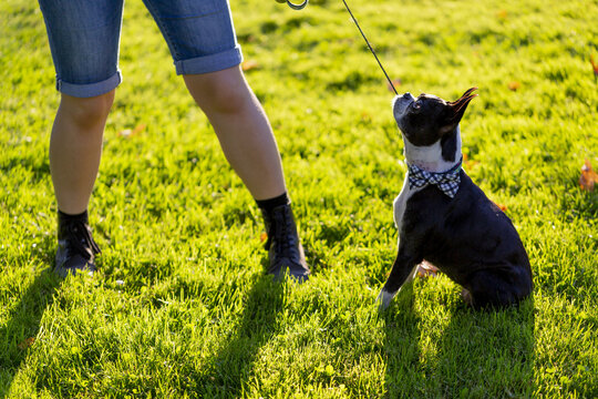 An Owner Stands Pulling On A Dog Leash As A Stubborn Dog Sits Firm On The Grass; North Vancouver, British Columbia, Canada