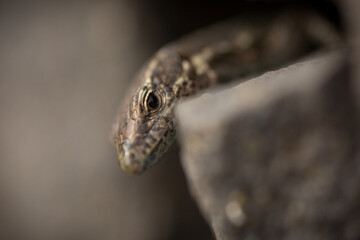 lizard on a stone in madeira island