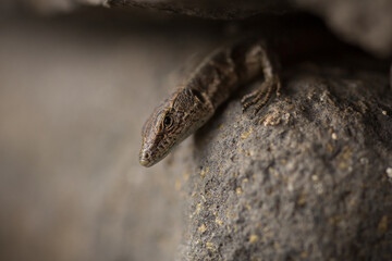 lizard on a stone in madeira island