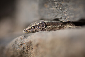 lizard on a stone in madeira island