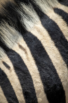 Extreme close-up of the striped fur and mane of a plains zebra (Equus quagga - formerly Equus burchellii) in the Etosha National Park; Otavi, Oshikoto, Namibia