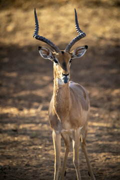Close-up of male common impala (Aepyceros melampus) extending tongue; Otavi, Otjozondjupa, Namibia