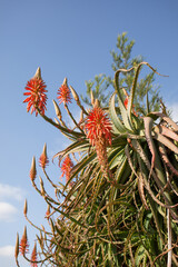 beautiful flowers of madeira