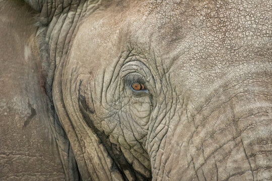 Close-up of face of African bush elephant (Loxodonta africana); Narok, Masai Mara, Kenya