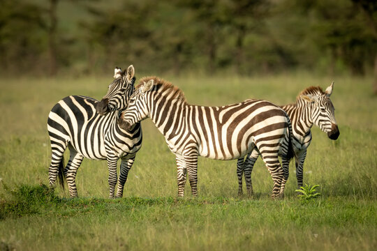 Plains zebra (Equus quagga) stands nuzzling another in grass; Narok, Masai Mara, Kenya