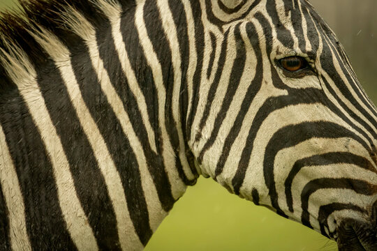 Close-up of Plains zebra (Equus quagga) face in rain; Narok, Masai Mara, Kenya