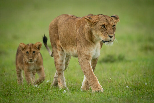 Lion cub (Panthera leo leo) follows lioness across short grass, Maasai Mara National Reserve; Narok, Masai Mara, Kenya