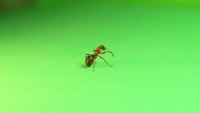 Red ant formica rufa cleans itself on green background.
Note the ant's stomach is full of food juice in preparation for winter.
Also called red wood ant, southern wood ant, horse ant.
insect isolated