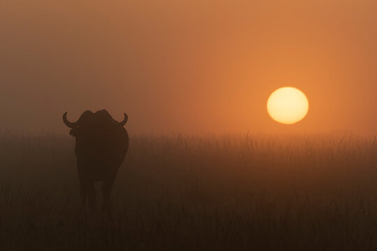 Cape buffalo (Syncerus caffer) standing in grass during misty dawn, Kicheche Bush Camp, Maasai Mara National Reserve; Narok, Masai Mara, Kenya