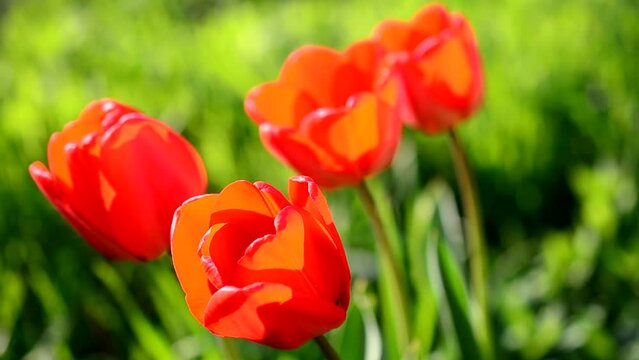 Tulips in the spring.