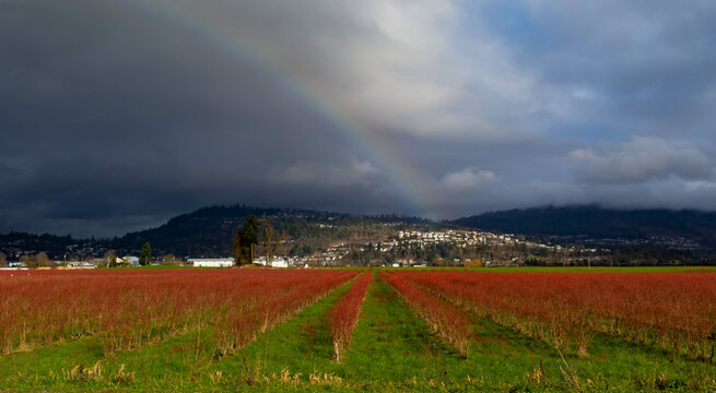 Farmland with woody plant crop in rows and a rainbow over the houses and hills; Abbotsford, British Columbia, Canada