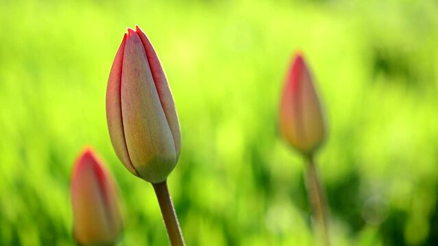Tulips in the spring.