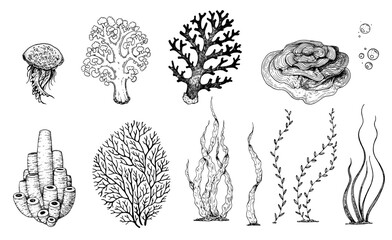 Underwater life. Hand drawn sketch. Vector illustration. Seaweed, jellyfish and coral, engraved illustration. Design template. Underwater world hand drawn. © DiViArts