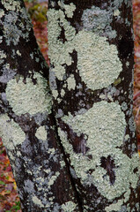 Lichens on a tree trunk. Narusawa. Yamanashi Prefecture. Fuji-Hakone-Izu National Park. Honshu. Japan.