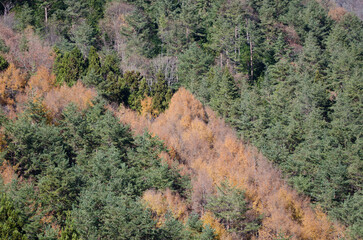 Mixed forest in autumn. Saiko. Fujikawaguchiko. Yamanashi Prefecture. Fuji-Hakone-Izu National Park. Honshu. Japan.