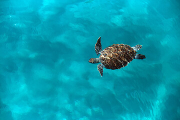 Huge turtle Caretta caretta swims in the sea, top view - obrazy, fototapety, plakaty
