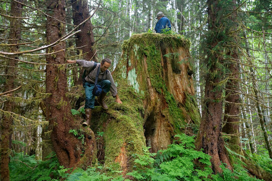 Scientists climb on gigantic stumps of trees cut years ago while they hiking through surveying what is left of the old growth forest; Tongass National Forest, Alaska, Unites States of America
