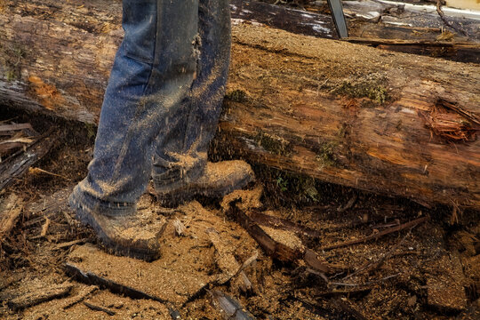 Sawdust falls as a sawmill operator cuts into a log at the mill, Alaska, USA