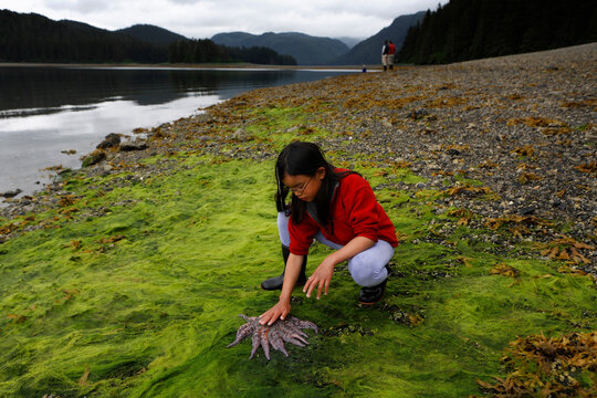 A young girl examines a common sunstar fish (Crossaster papposus) that is exposed on the beach at low tide on Moser Island in Southeast Alaska; Inside Passage, Alaska, United States of America