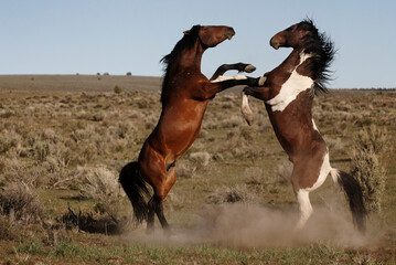 Stud challenging a paint stallion as they moved toward a water hole; Frenchglen, Oregon, United States of America