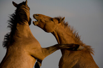 Young studs mock battle to earn confidence to battle a stallion; Lantry, South Dakota, United States of America