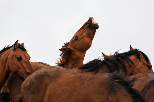 Young stud lifts his lip catching a whiff of a mare in heat; Lantry, South Dakota, United States of America