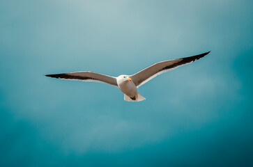seagull in flight