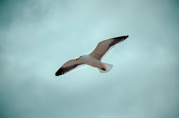 seagull flying in the sky