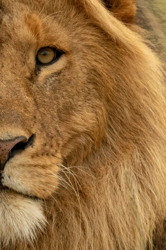 Close-up of half of male lion face (Panthera leo); Tanzania