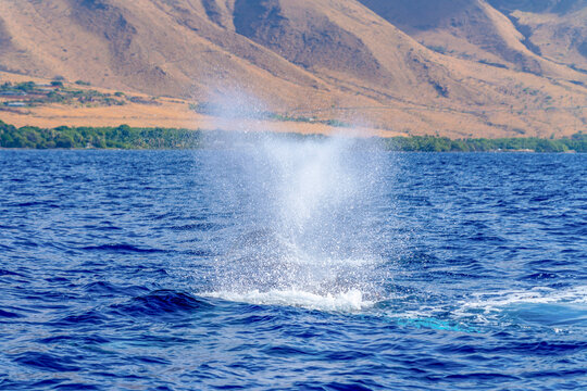 Close-up of whale blows in the blue waters of the Pacific Ocean along the shore; Maui, Hawaii, United States of America