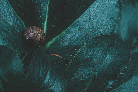 Striped shell snail hidden in plant. Small snail hiding in between of leaves of spiky plant. Moody and dark saturated green and blue edit.