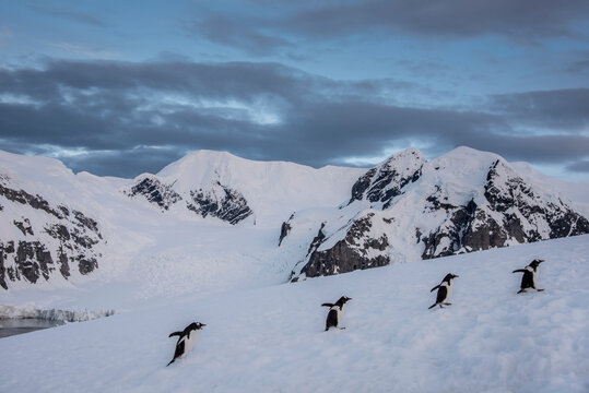 Four Gentoo penguins (Pygoscelis papua) make their way up a hill on Antarctica's Ducas Island; Antarctica