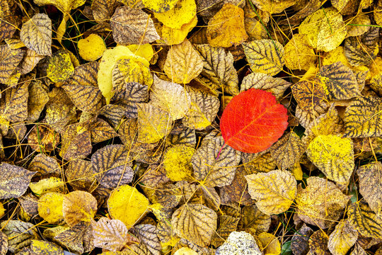 Single red leaf on the ground on a bed of yellow leaves in the fall; Calgary, Alberta, Canada