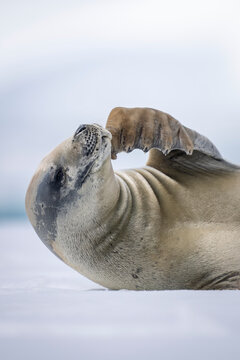 Close-up of Crabeater seal (Lobodon carcinophaga) stroking its jaw; Antarctica