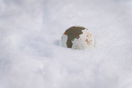 Penguin egg lies on snow in sunshine; Antarctica