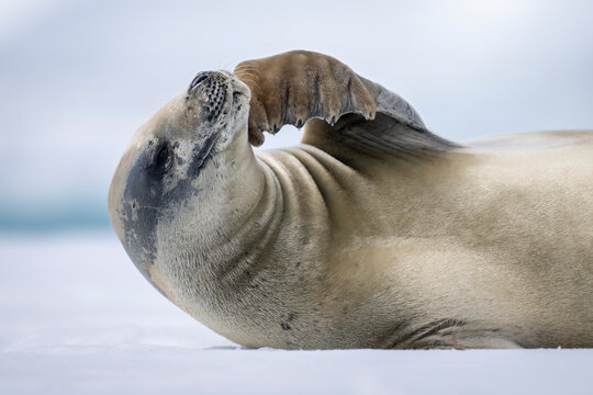 Close-up of Crabeater seal (Lobodon carcinophaga) stroking its chin; Antarctica
