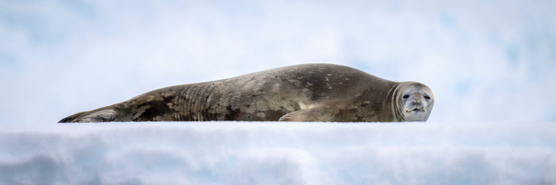 Panorama of Weddell seal (Leptonychotes weddellii) lying on ice; Antarctica
